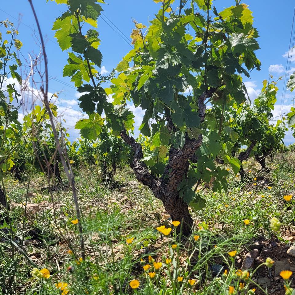domaine la beille roussillon