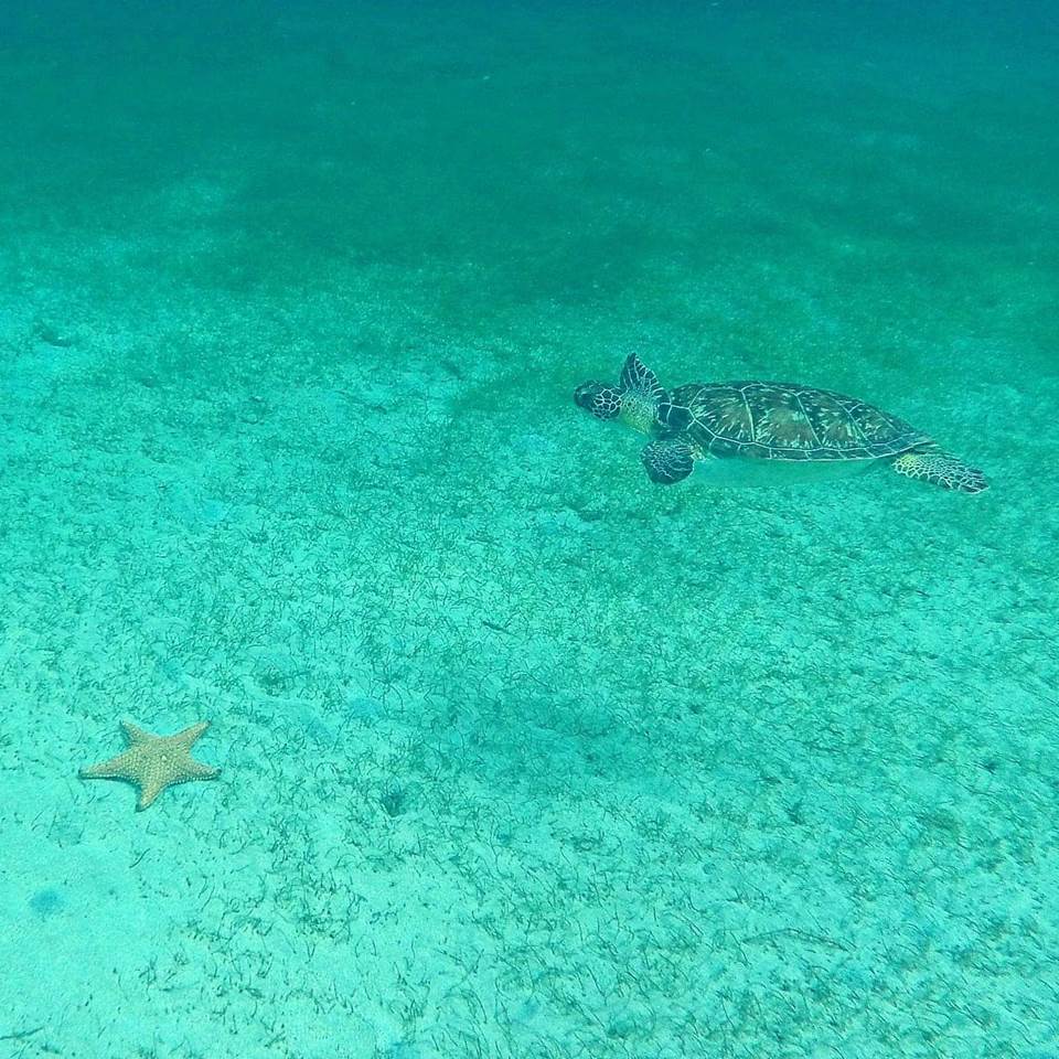 decouverte-fonds-marins-archipel-des-saintes-catamaran