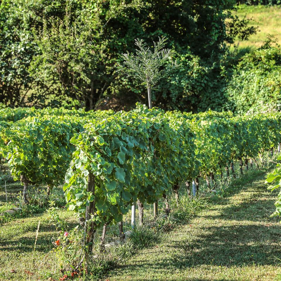 vignes conduites en biodynamie et agroécologie;