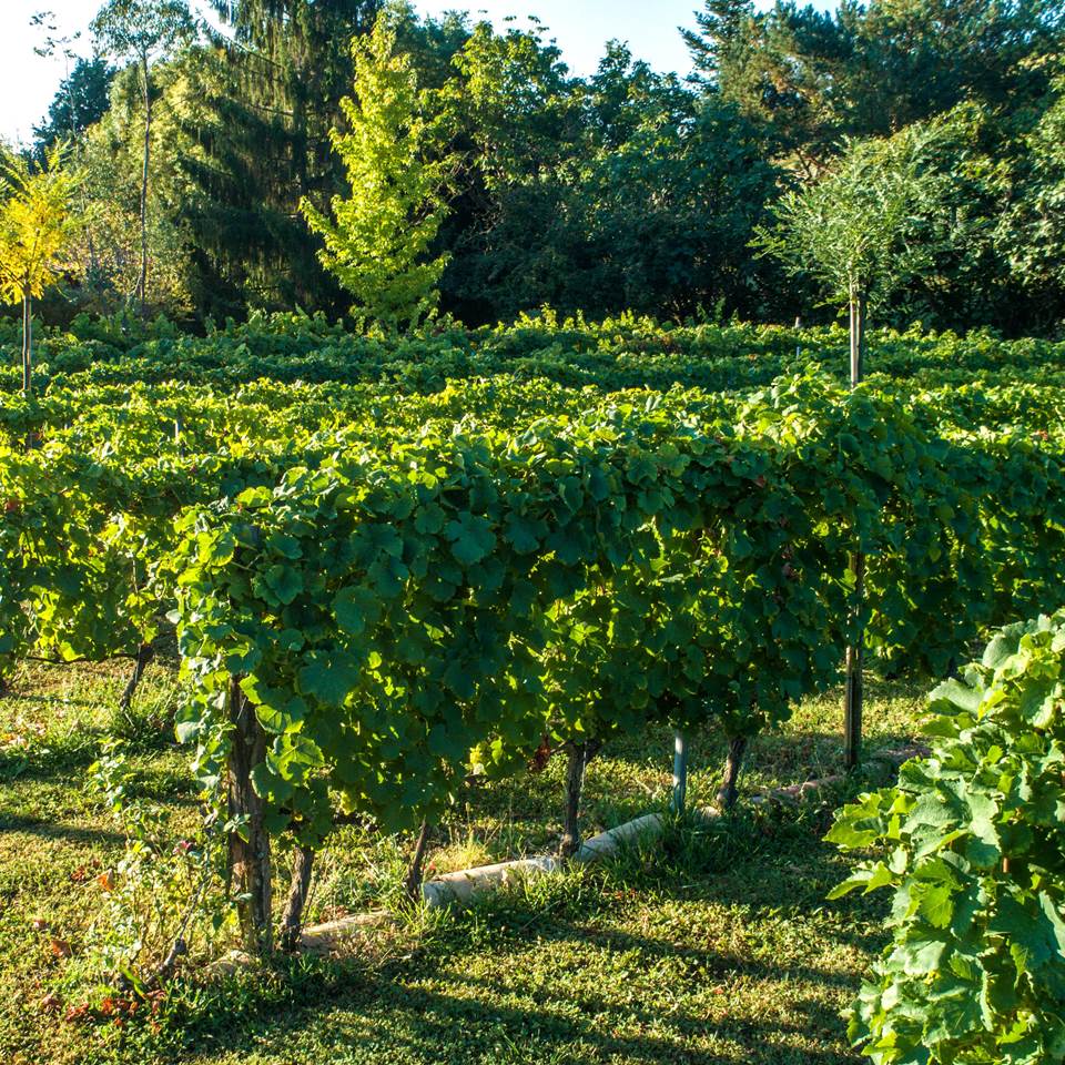 La Vignothèque.