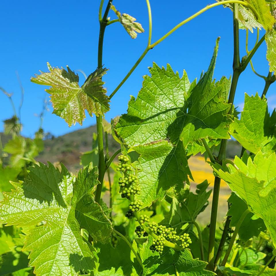 domaine la beille roussillon