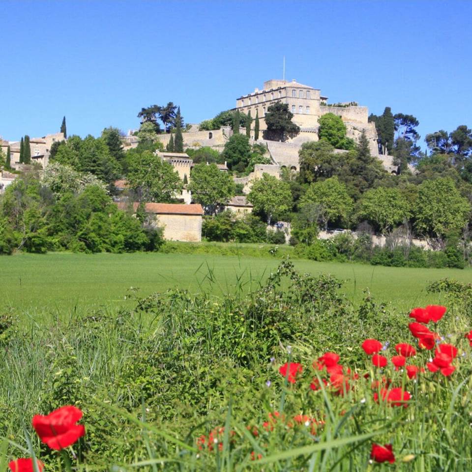 Champ de coquelicot format jpg elloha
