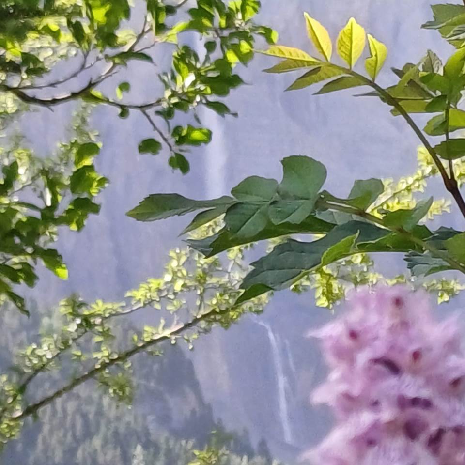 fleurs cascade gavarnie