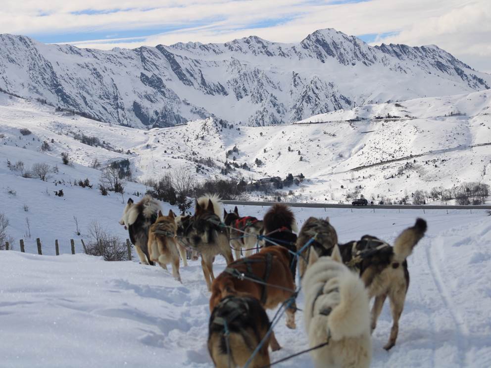 Baptême en Grand Attelage - Traineau