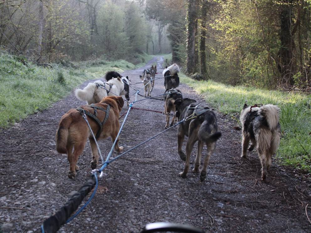 Baptême en Cani-Kart