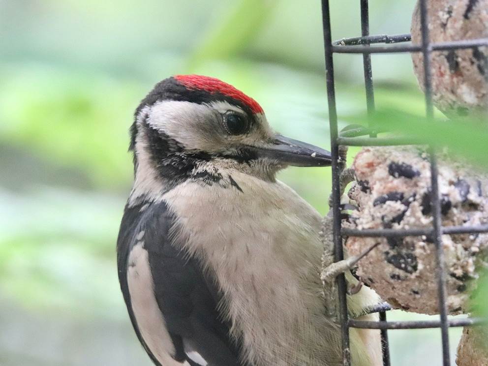 great-spotted-woodpecker-8829228_1280