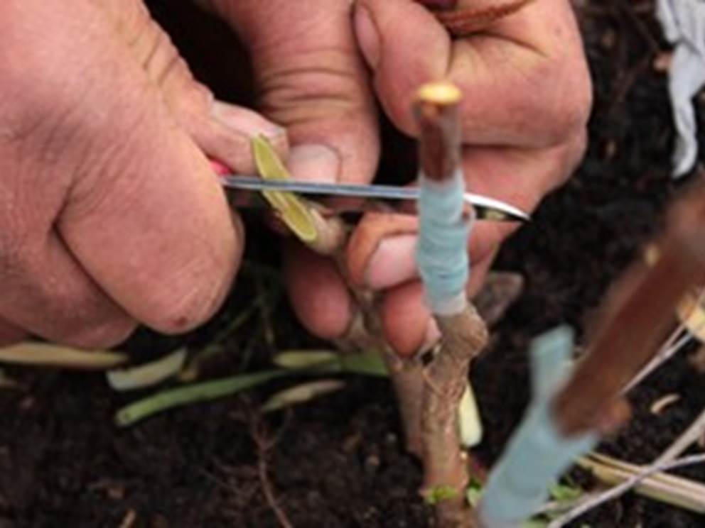 Greffage et taille arbres fruitiers