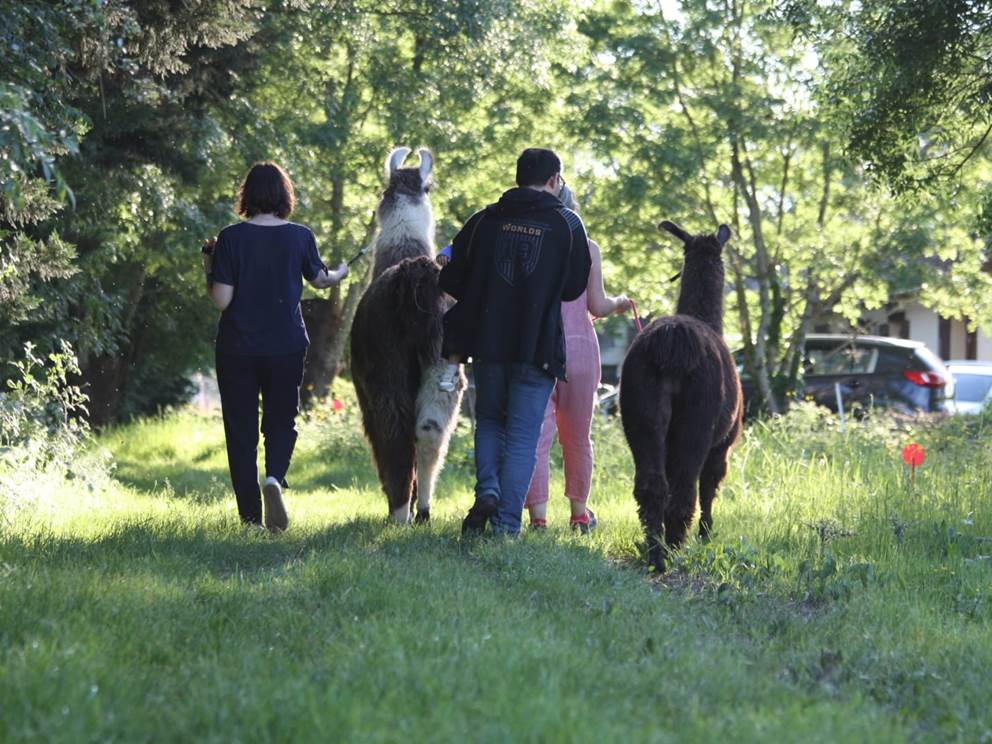 Balade en famille avec des lamas