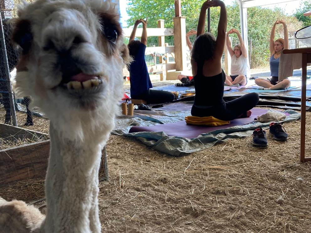 séance de yoga avec lamas et alpagas