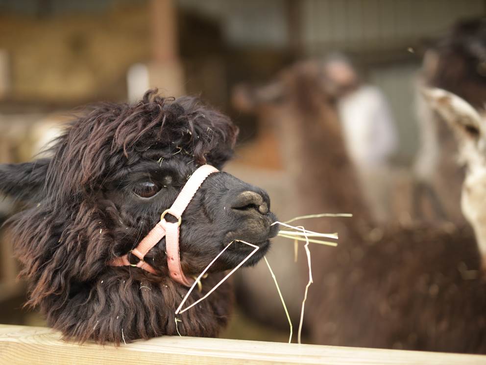 Fêter son anniversaire à la ferme