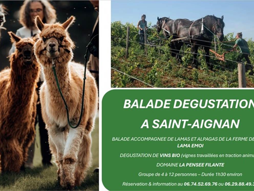 Balade dégustation de vin bio local à Saint-Aignan