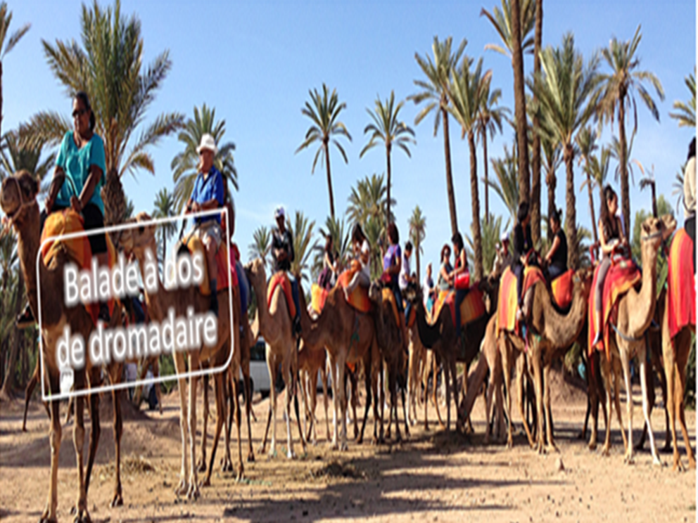 dromadaire 20