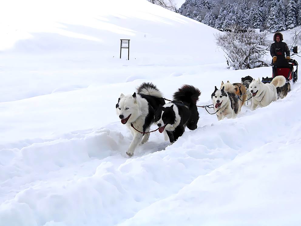 Activités hivernales -chiens de traîneau