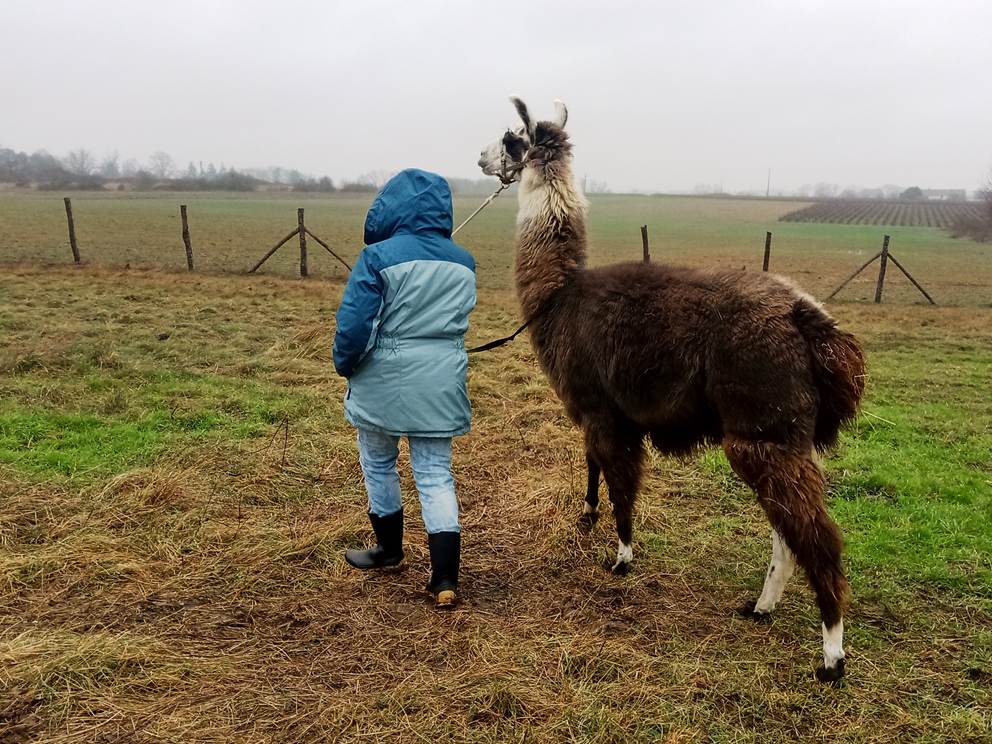 Vivez l'exclusivité à la ferme des lamas et alpagas