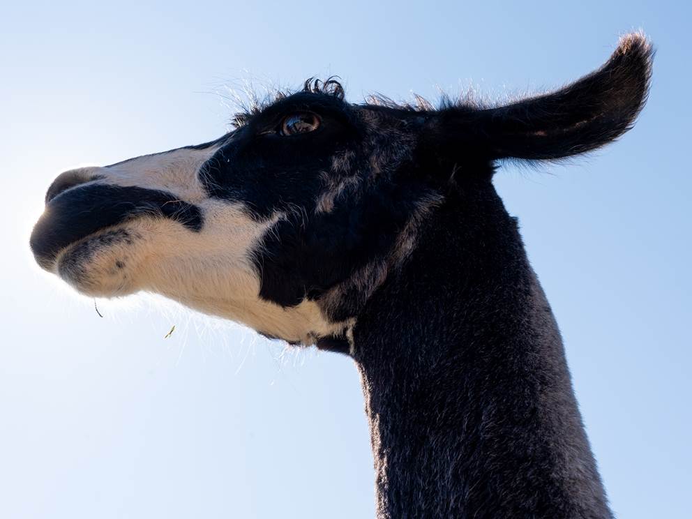 Le répit par la médiation animale avec les lamas